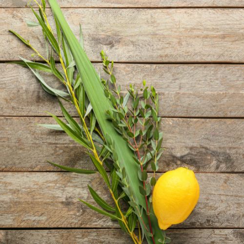 Palm, leafy branches, willow branches, and citron traditionally associated with Leviticus 23:40