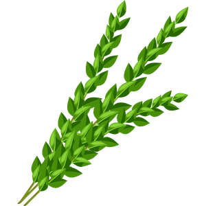 myrtle